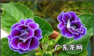 大岩桐与芙蓉的区别 大岩桐与芙蓉的区别图片