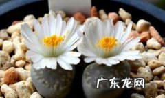 多肉生石花怎么繁殖 多肉生石花怎么养小苗