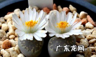 多肉生石花怎么繁殖 多肉生石花怎么养小苗