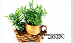 平安竹放屋里好吗? 平安竹放屋里好吗风水好吗