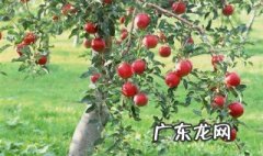 苹果要怎么种植才能成熟 苹果要怎么种植