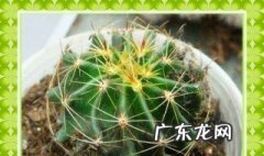 仙人球发的小球怎么种植视频 仙人球发的小球怎么种