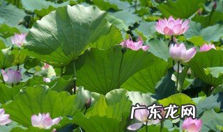 荷花在古代的寓意 荷花在古代寓意什么