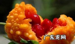 金铃子怎么样种植视频 金铃子怎么样种