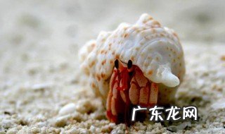 寄居蟹没壳会不会死掉 寄居蟹没壳会不会死