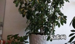 搬家需要什么植物寓意好 搬家需要什么植物寓意好呢