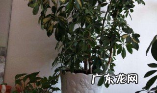 搬家需要什么植物寓意好 搬家需要什么植物寓意好呢