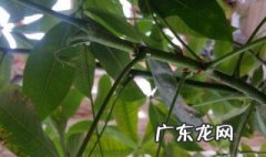 富贵树掉叶子是什么原因 富贵树掉叶子什么原因