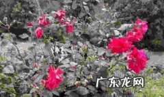 玫瑰树是用什么树苗嫁接的? 玫瑰花树是用什么品种枝木嫁接的视频