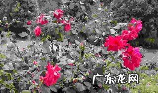 玫瑰树是用什么树苗嫁接的? 玫瑰花树是用什么品种枝木嫁接的视频