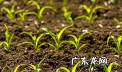 玉米水泡多长时间能发芽了 玉米水泡多长时间能发芽