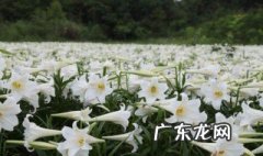 百合花在南方地区能养殖吗 南方地区怎么种百合花