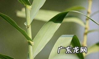 粽叶子怎么种 粽叶苗怎么栽植