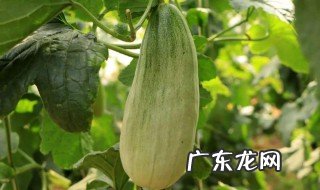 羊角蜜生长期几个月 羊角蜜的生长期多久