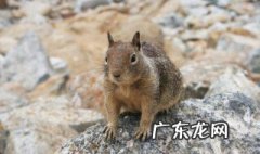 松鼠属于冬眠动物吗 100种冬眠的动物名单