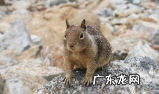 松鼠属于冬眠动物吗 100种冬眠的动物名单