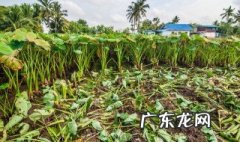 植物播撒种子的方式有哪五个 植物撒播种子的方式有哪几种?