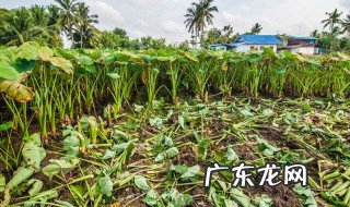 植物播撒种子的方式有哪五个 植物撒播种子的方式有哪几种?