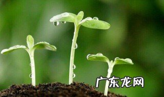 植物生长调节剂有哪7大类 植物生长调节剂有哪7大类型