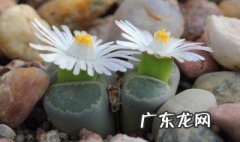 植物有哪四个阶段组成 植物有哪四个阶段