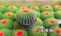 植物的类群有哪些 植物的类群有哪四种