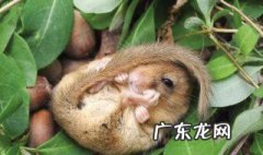 哪些动物要冬眠过冬蚂蚁 哪些动物要冬眠过冬