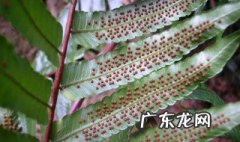 植物的茎有哪两条运输管道 植物的茎内有两条运输管道一条是自下而上主要运输