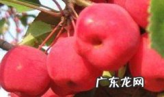 海棠树结的海棠果可以吃吗有毒吗 海棠树结的海棠果可以吃吗