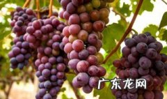红提子怎么种红提子 红提的种子是什么怎么种