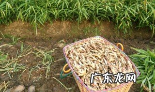 种老姜怎么放底肥 种老姜怎么放底肥最好
