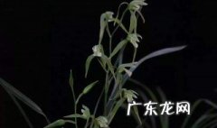 种兰花怎么保温 兰花怎么保暖