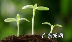 芙蓉怎么才能发芽 芙蓉怎么养才能开花