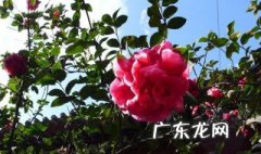 茶花怎么种开花 茶花怎么种开花多