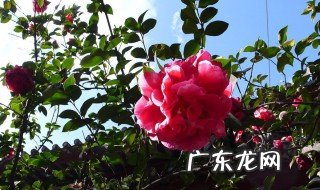 茶花怎么种开花 茶花怎么种开花多