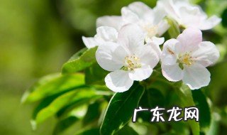 风车茉莉种子种植图解 风车茉莉种子怎么种