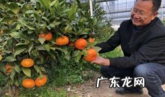 家中如何种橘子 家里种橘子怎么种
