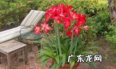 朱顶红怎么种植 封蜡朱顶红怎么种植