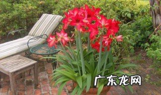 朱顶红怎么种植 封蜡朱顶红怎么种植