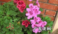 蝴蝶梅怎么自己种 蝴蝶梅怎么自己种植