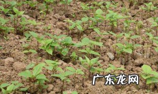 北方怎么种香樟树 北方怎么种香樟树呢