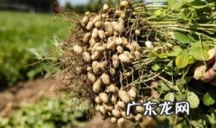 花生怎么种在土里 花生怎么种在花盆里