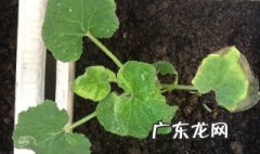 葫芦苗怎么育苗方法 葫芦苗怎么育苗
