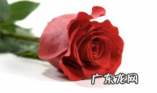 玫瑰怎么种才能生根 玫瑰怎么种才能生根发芽快
