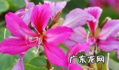 紫荆花种子育苗方法 紫荆花的种子怎么种