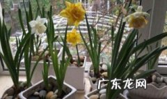 洋水仙开完花怎么处理 洋水仙开完花怎么处理干枯