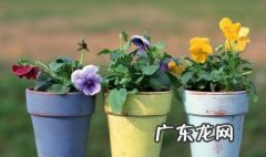 用木盆种花可以吗 种花用木盆有什么好处