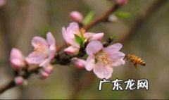 卫生间有蜜蜂怎么处理干净 卫生间有蜜蜂怎么处理