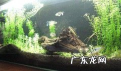 容易在鱼缸中繁殖的鱼 容易在鱼缸中繁殖的鱼类