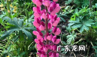 鲁冰花开完花怎么处理 鲁冰花花开后怎么处理