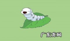 蚕宝宝这么养 蚕宝宝怎么养不会死